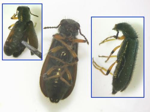 Dasytes croceipes